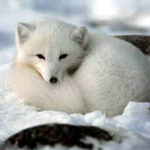 Arctic Fox Species Report