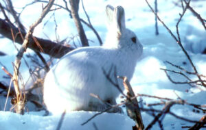 Arctic Hare Species Report