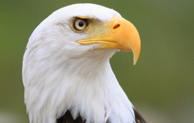 Bald Eagle Species Report