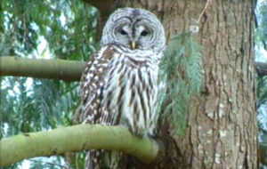 Barred Owl Species Report