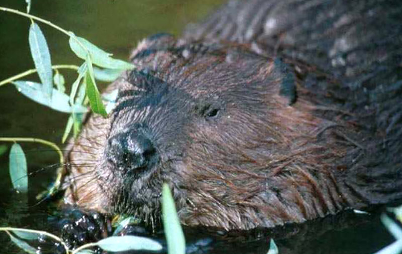 Beaver Species Report