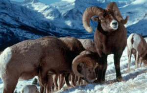 Big-Horn Sheep Species Report