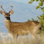 Black-Tailed Deer Species Report