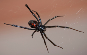 Black Widow Spider Species Report