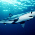 Blue Shark Species Report