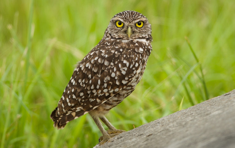 Burrowing Owl Species Report