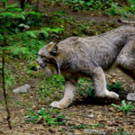 Canada Lynx Species Report