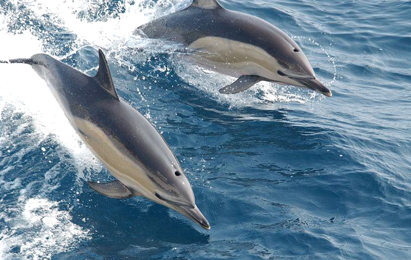 Common Dolphins Species Report