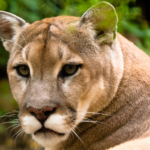Cougar Species Report