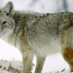 Coyote Species Report