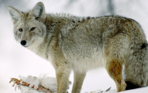 Coyote Species Report