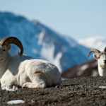 Dall's Sheep Species Report