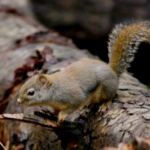 Douglas Squirrel Species Report