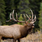 Elk Species Report