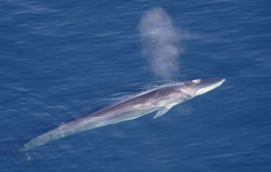 Fin Whale Species Report