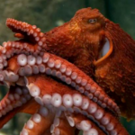 Giant Pacific Octopus Species Report