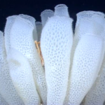 Glass Sponges Species Report