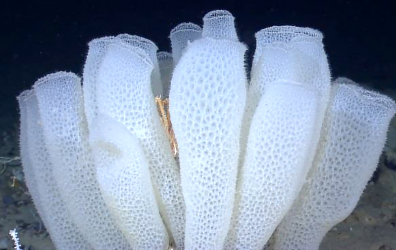 Glass Sponges Species Report