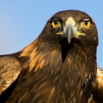 Golden Eagle Species Report