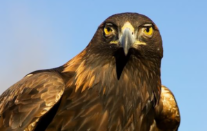 Golden Eagle Species Report