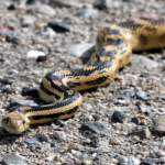 Great Basin Snake Species Report
