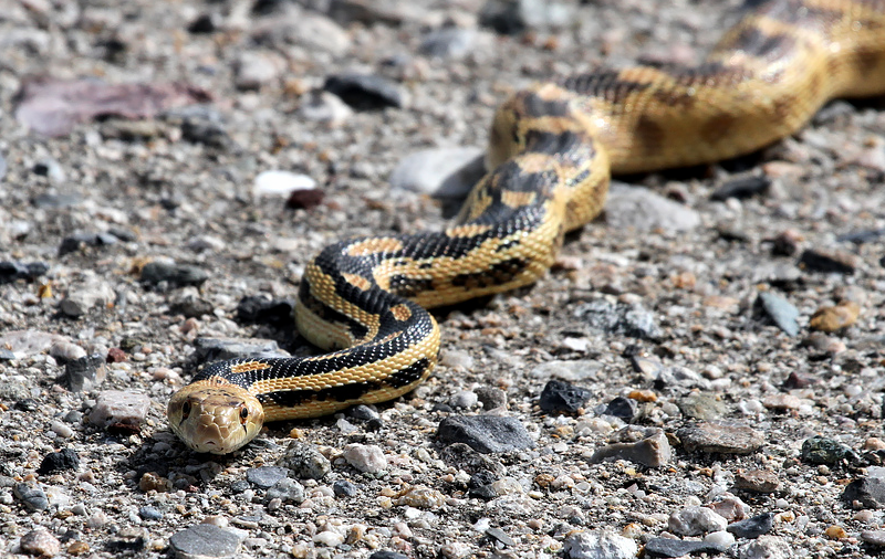 Great Basin Snake Species Report