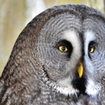 Great Grey Owl Species Report