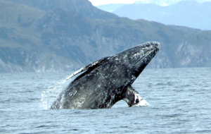 Grey Whale Species Report