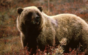 Grizzly Bear Species Report