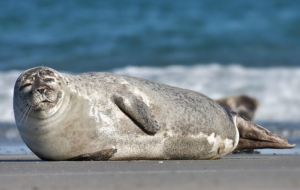 Harbour Seal Species Report
