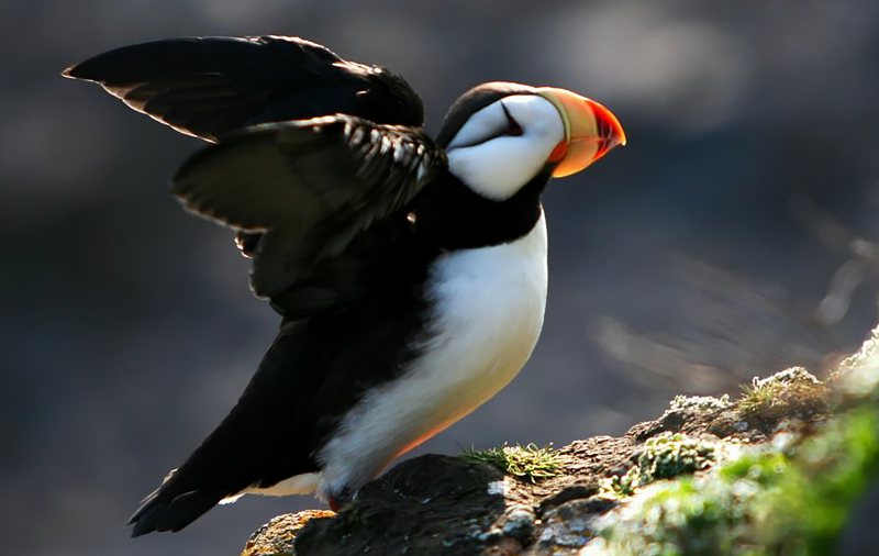 Horned Puffin Species Report