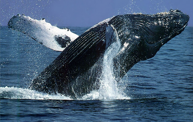 Humpback Whale Species Report