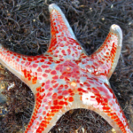 Leather-Sea Star Species Report