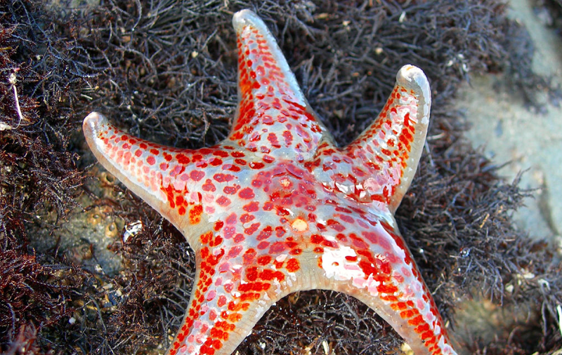 Leather-Sea Star Species Report