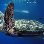 Leatherback Sea Turtle Species Report