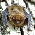 Little Brown Bat Species Report