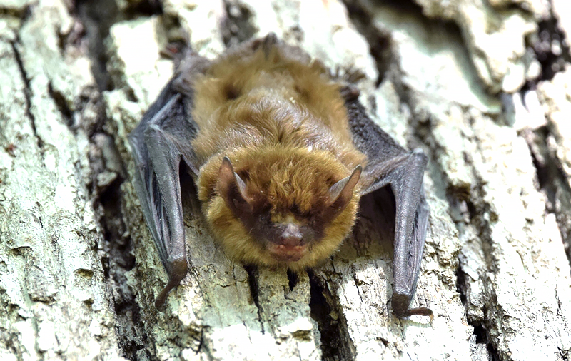 Little Brown Bat Species Report