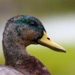 Mallard Duck Species Report
