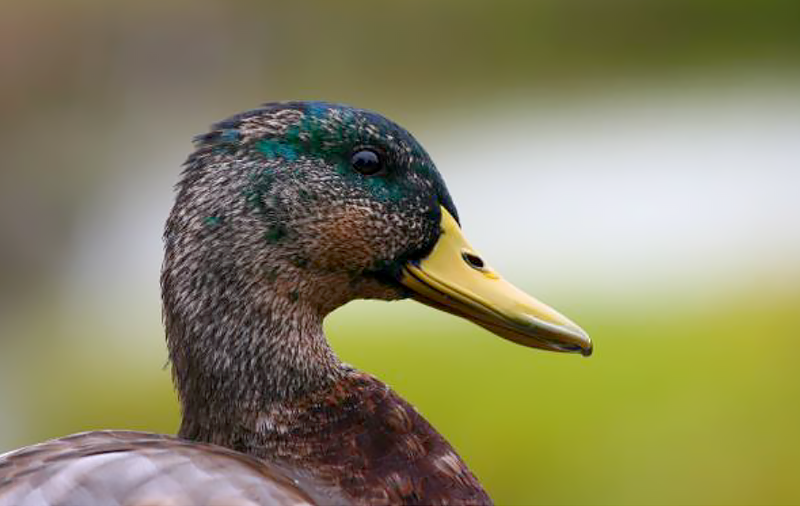 Mallard Duck Species Report