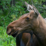 Moose Species Report