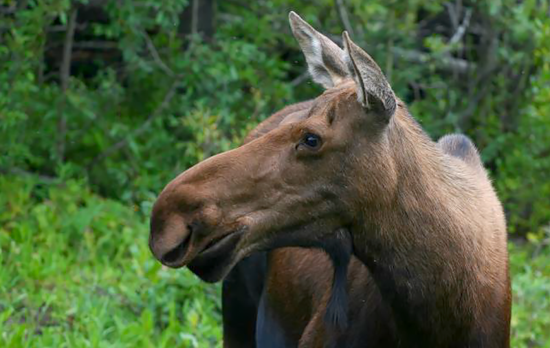Moose Species Report