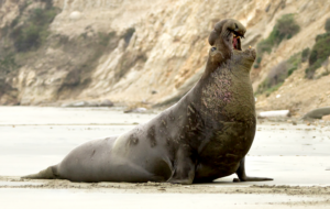 Northern Elephant Seal Species Report