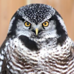 Northern Hawk Owl Species Report
