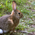 Nuttall's Cottontail Rabbit Species Report