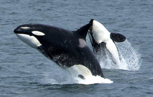 Orca Species Report