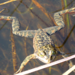 Oregon Spotted Frog Species Report