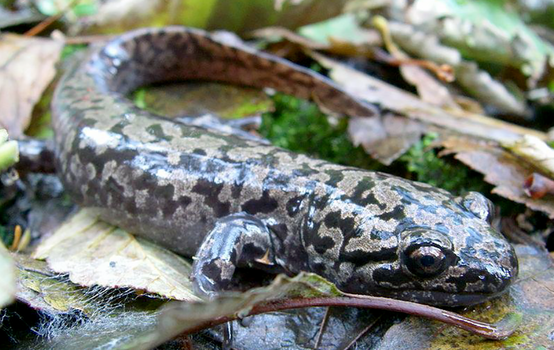 Pacific Giant Salamander Species Report