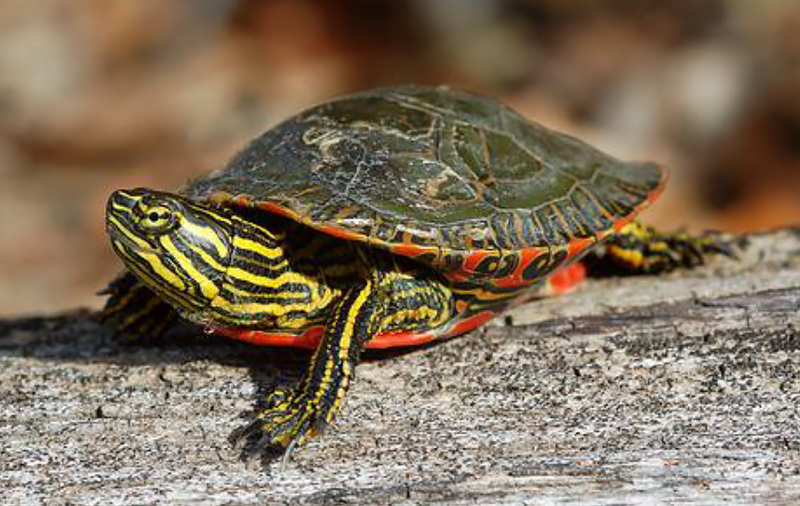 Painted Turtle Species Report