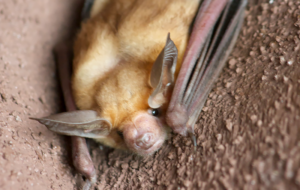 Pallid Bat Species Report