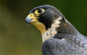 Peregrine Falcon Species Report